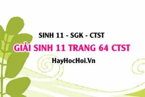 Giải Sinh 11 trang 64 Chân trời sáng tạo SGK